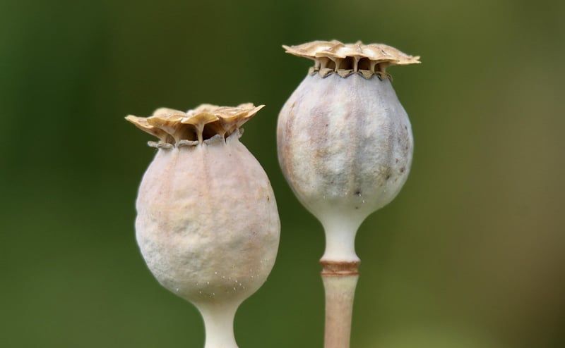 Garden Seeds